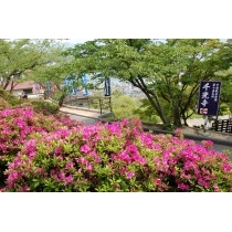 千光寺公園のつつじ