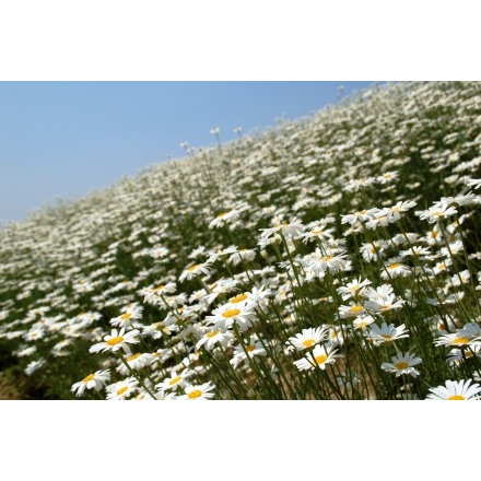 因島フラワーセンターそばの除虫菊畑