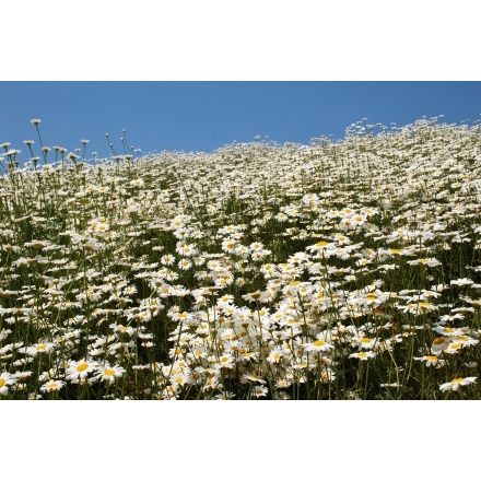 因島フラワーセンターそばの除虫菊畑