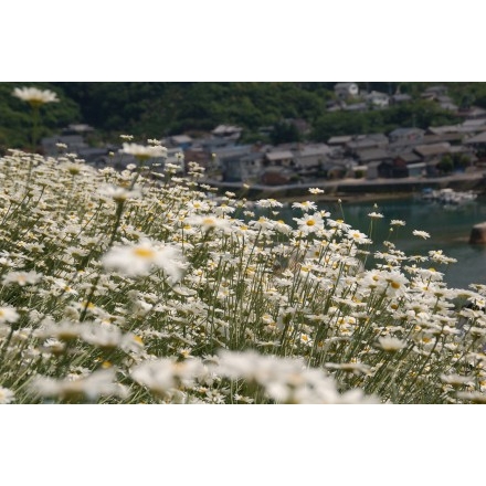 因島・重井西港斜面の除虫菊畑