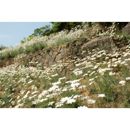 因島・重井西港斜面の除虫菊畑