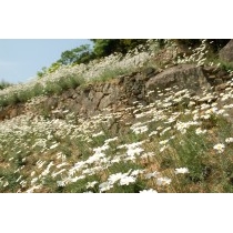 因島・重井西港斜面の除虫菊畑