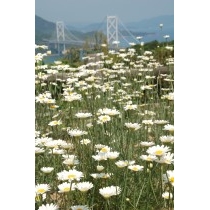 因島フラワーラインの除虫菊畑
