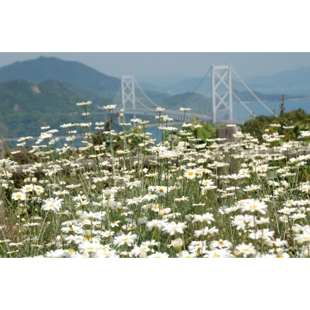因島フラワーラインの除虫菊畑