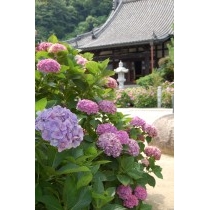 持光寺のあじさいと本堂