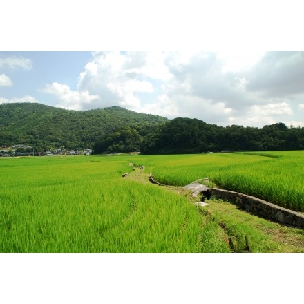 御調の田園風景