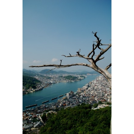 浄土寺山から望む尾道市街地