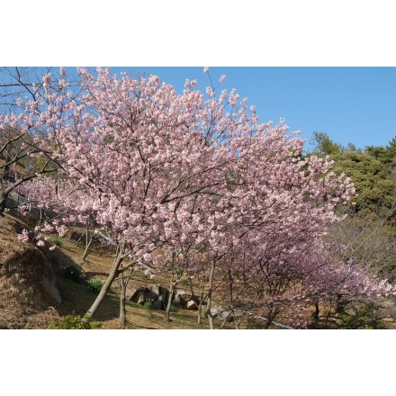 千光寺公園の寒桜