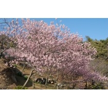 千光寺公園の寒桜