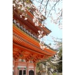桜の国宝・向上寺三重塔