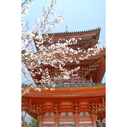 桜の国宝・向上寺三重塔