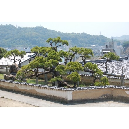 光明寺の蟠龍の松全景