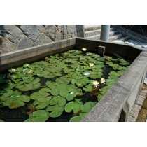 千光寺新道にある水槽