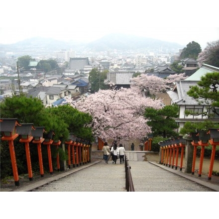 雨上がりの西國寺の桜