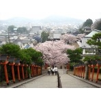 雨上がりの西國寺の桜