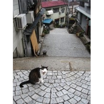 猫と坂道