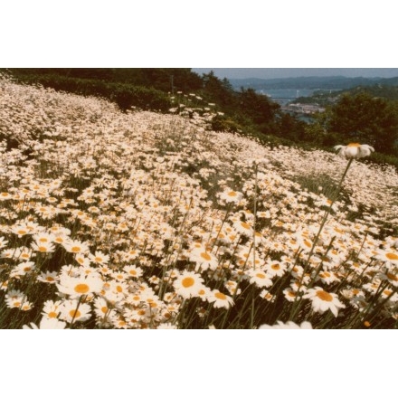 尾道市立美術館そばの除虫菊畑