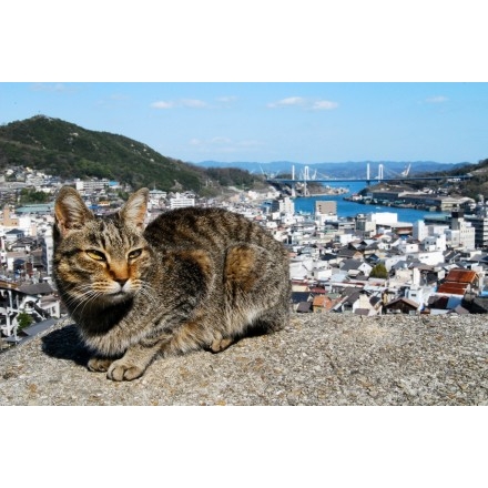 ONOMICHI