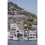 向島から見る桜の千光寺山