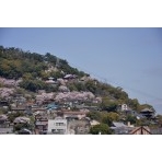 向島から見る桜の千光寺山