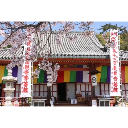 浄土寺の桜