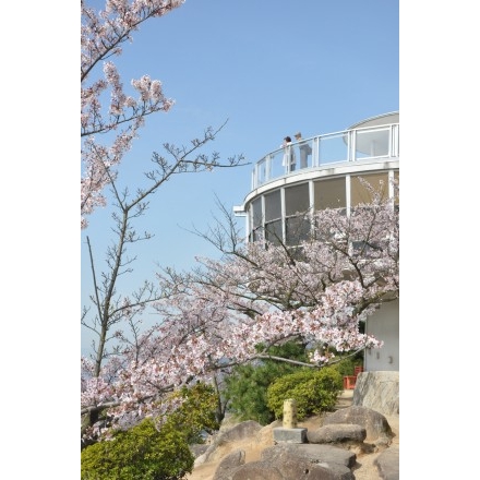 桜と千光寺公園展望台