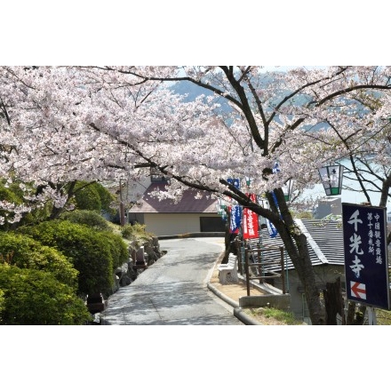桜の千光寺参道