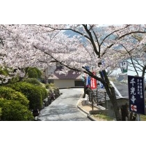 桜の千光寺参道