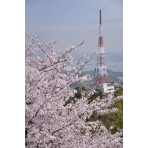 桜の高見山