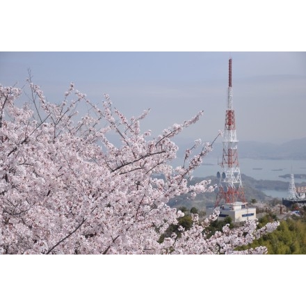 桜の高見山