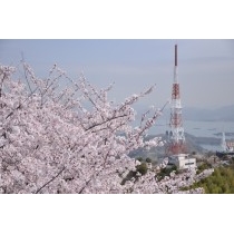 桜の高見山