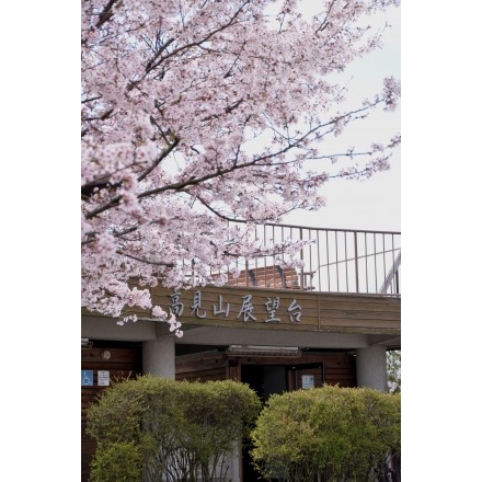 桜の高見山展望台