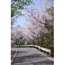 桜の高見山登山道