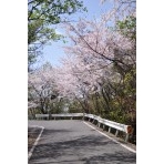 桜の高見山登山道