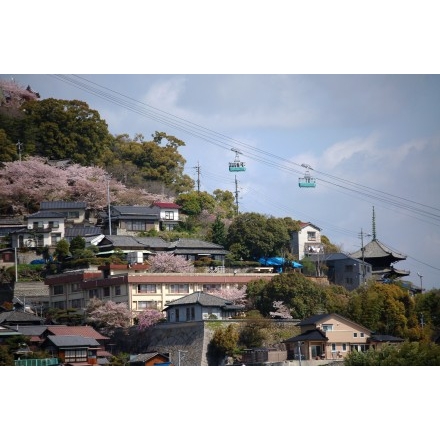渡船から見る桜の千光寺山