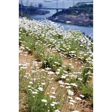 千光寺公園の除虫菊