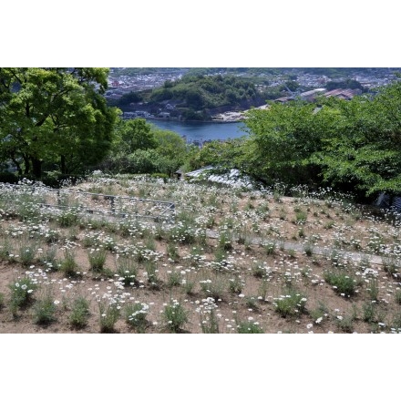 千光寺公園の除虫菊
