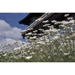 千光寺公園の除虫菊