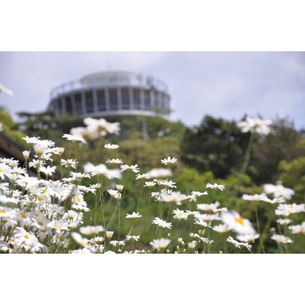 千光寺公園の除虫菊