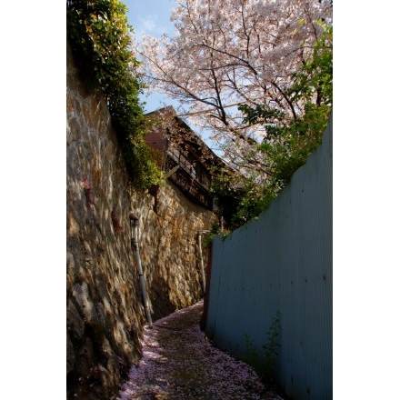 路地に咲く桜