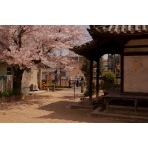 常称寺の桜