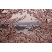 桜と尾道水道