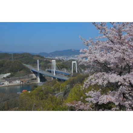 桜と尾道大橋・新尾道大橋