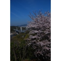 桜と尾道大橋・新尾道大橋