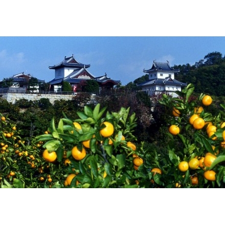 黄金色の水軍城