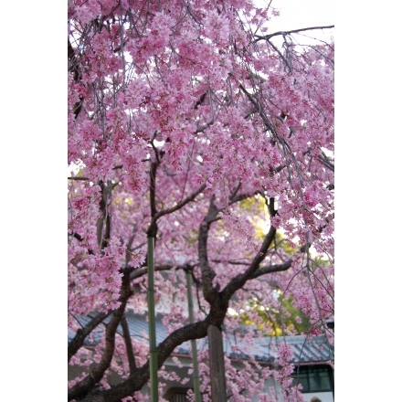 天寧寺の枝垂桜