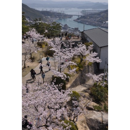 春の千光寺公園