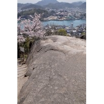 桜とポンポン岩