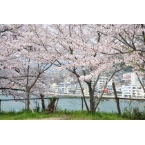 桜咲く兼吉の丘