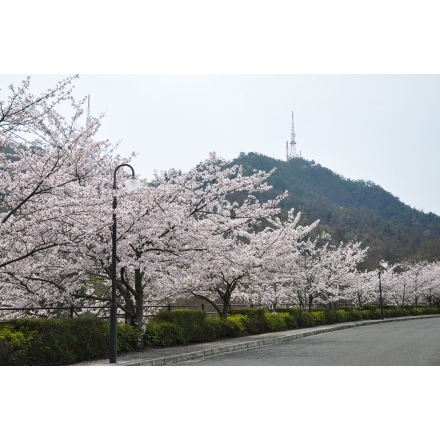 向島洋らんセンターの桜並木と高見山